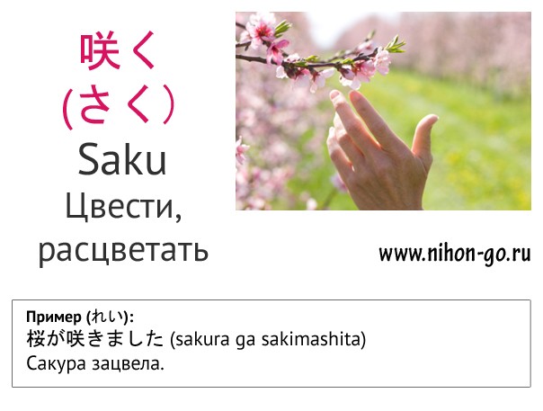 Глагол цвести saku