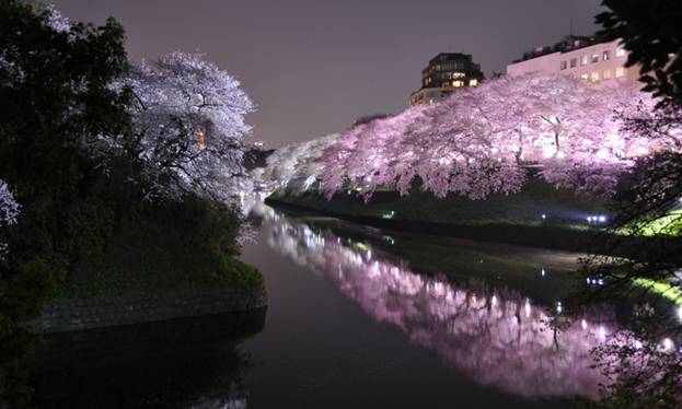 ночное любование сакурой в Киото