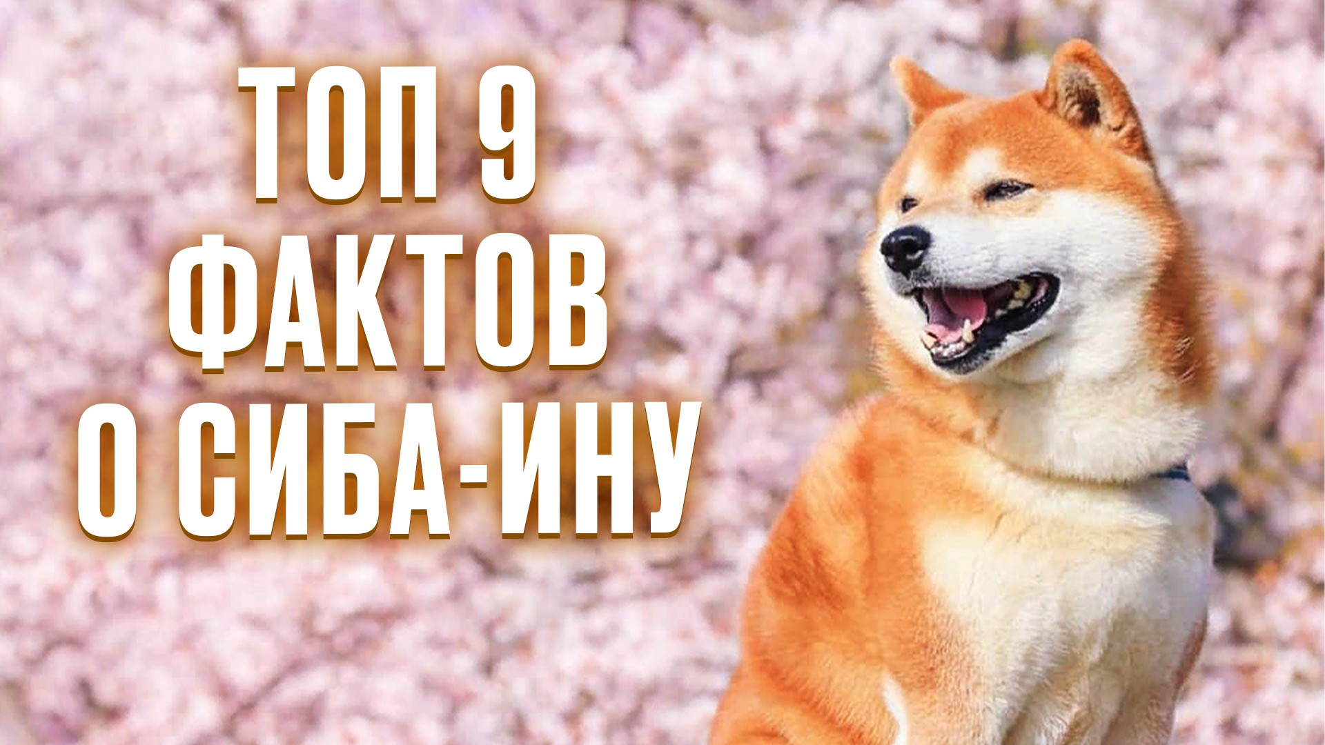 Топ-9 удивительных фактов о сиба-ину