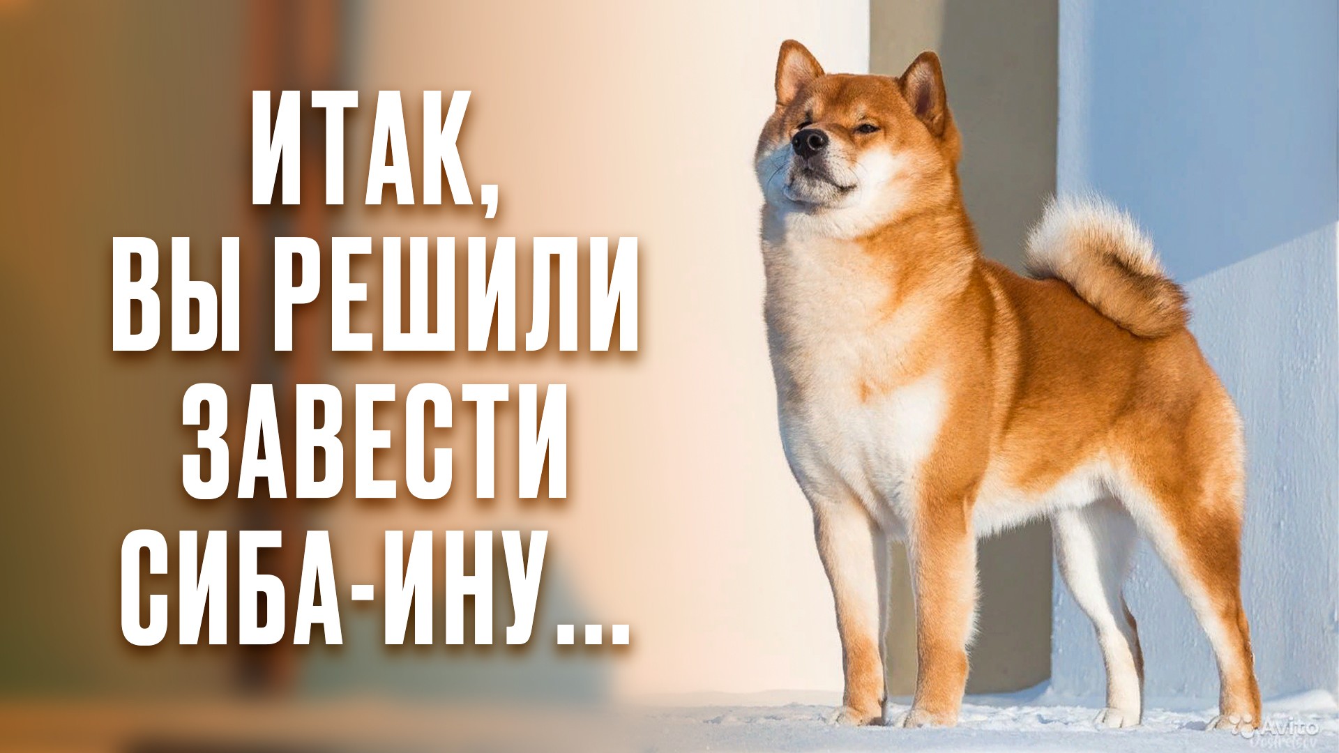 Итак, вы решили завести сиба-ину…