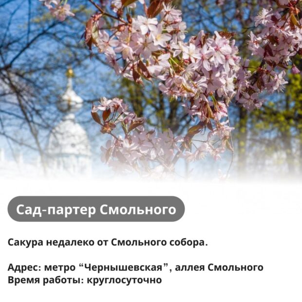 Цветение сакуры в Смольном
