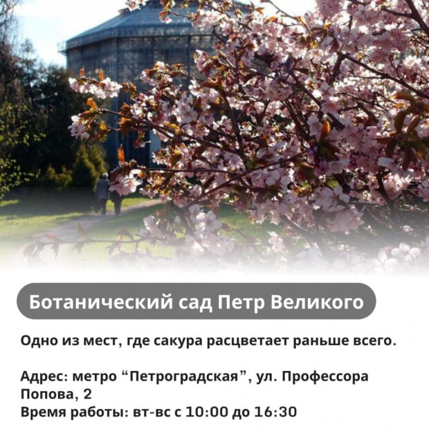 Цветение сакуры в ботаническом саду