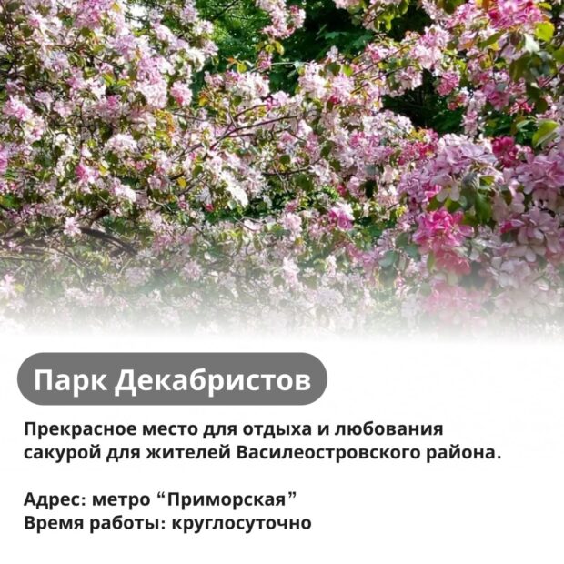 Цветение сакуры в Парке Декабристов, Спб