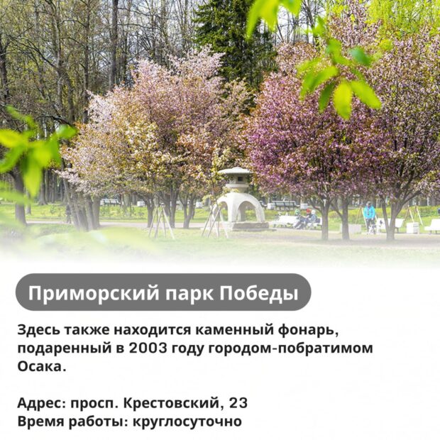 Сакура в Приморском парке