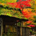 япония осенью