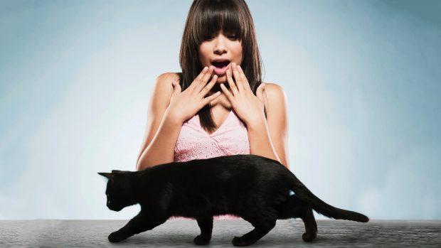 Проклятье черных котов в Японии | Японский язык онлайн