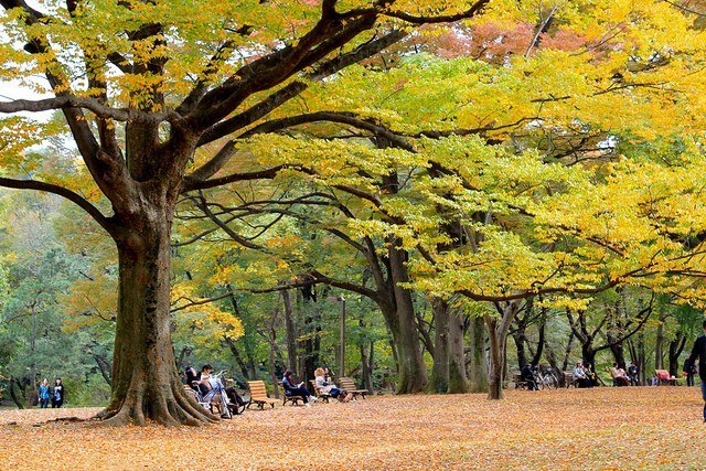 Парк Йойоги в Токио