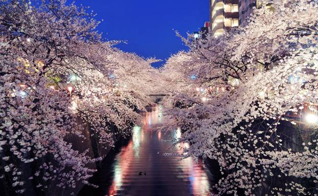 ночное любование сакурой в Киото